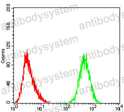 Anti-ARG1/Arginase-1 Antibody (R2Y99)