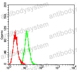 Anti-ARG1/Arginase-1 Antibody (R2Y98)