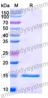 Anti-Human CD18/ITGB2 Nanobody (SAA1307)