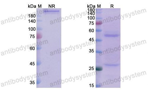 Research Grade Anti-CD18/ITGB2 (LDP-01)