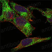 Anti-INHA Antibody (R2Z06)
