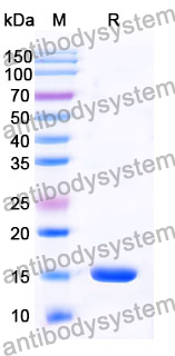 Anti-Human SERPINE1/PAI-1 Nanobody (SAA0793)