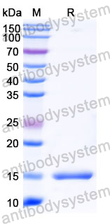 Anti-Human SERPINE1/PAI-1 Nanobody (SAA1078)