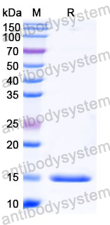 Anti-Human SERPINE1/PAI-1 Nanobody (SAA1079)