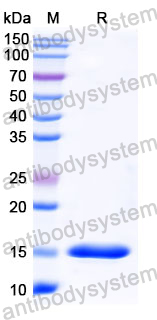 Anti-Human SERPINE1/PAI-1 Nanobody (SAA1098)