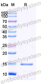 Anti-Human SERPINE1/PAI-1 Nanobody (SAA1318)