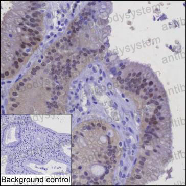 Anti-LGALS2 Antibody (R2Z10)