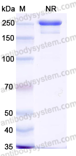 Anti-Human ALPG/ALPPL2 Antibody (12F3)