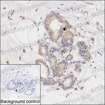 Anti-EIF2S1 Antibody (R2Z14)