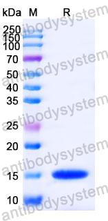 Anti-Human IL6 Nanobody (SAA1289)