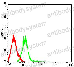 Anti-CD54/ICAM1 Antibody (R2Z19)