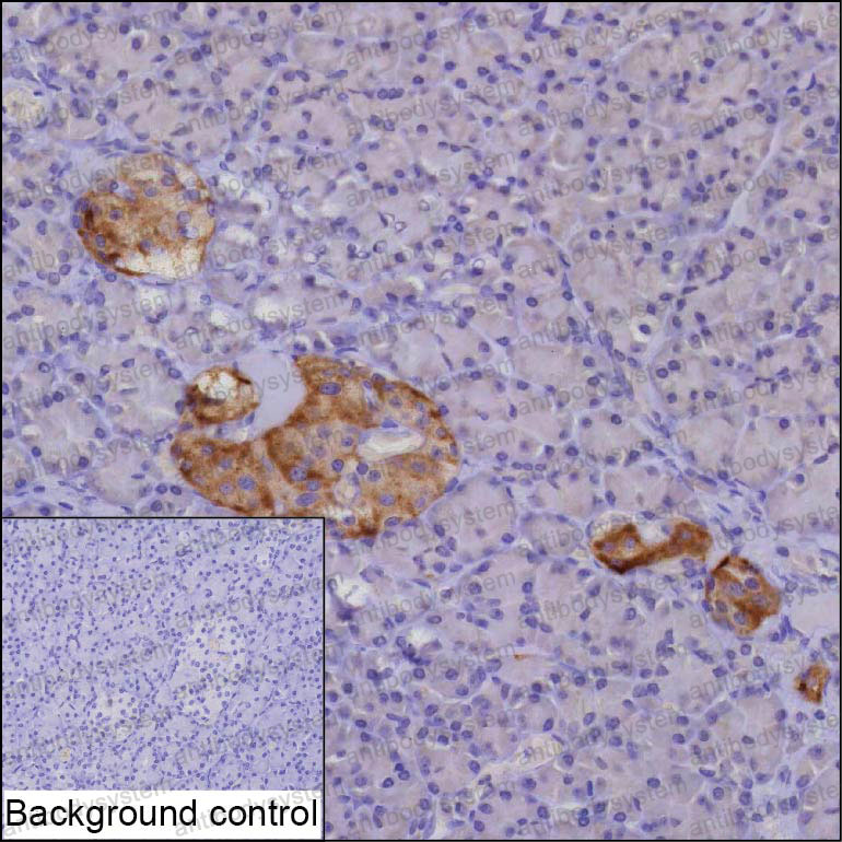 Anti-SCG5 Antibody (R2Z23)