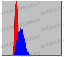 Anti-c-JUN Antibody (R2Z24)
