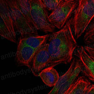 Anti-c-JUN Antibody (R2Z25)