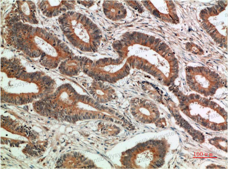 Anti-c-JUN Antibody (R2Z26)