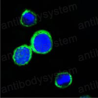 Anti-REG1A Antibody (R2Z27)