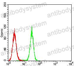 Anti-TFAP2A Antibody (R2Z32)