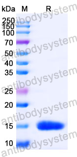 Anti-Human CD29/ITGB1 Nanobody (SAA1306)