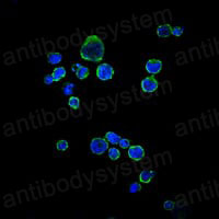 Anti-CD1a Antibody (R2Z48)