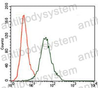 Anti-CD5 Antibody (R2Z52)