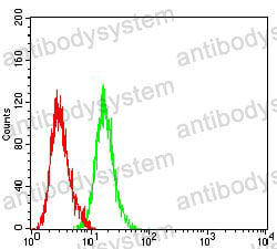 Anti-CD5 Antibody (R2Z53)
