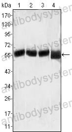 Anti-LCK Antibody (R2Z59)