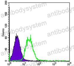 Anti-FYN Antibody (R2Z60)