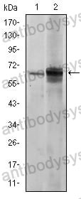 Anti-FYN Antibody (R2Z61)