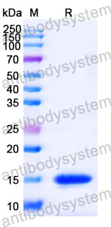 Anti-Human GSN Nanobody (SAA0980)