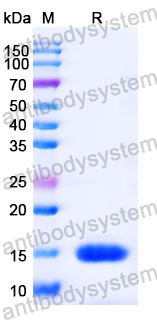 Anti-Human GSN Nanobody (SAA1010)