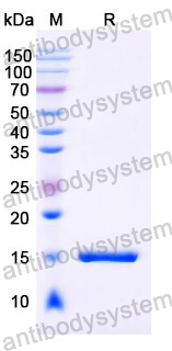 Anti-Human GSN Nanobody (SAA1011)