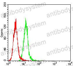 Anti-PGR Antibody (R2Z67)