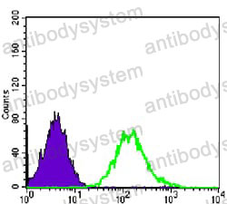 Anti-CDK1 Antibody (R2Z71)
