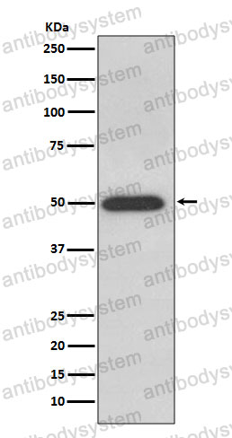 Anti-ATP5F1B Antibody (R1K68)