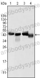 Anti-APOA4 Antibody (R2Z78)