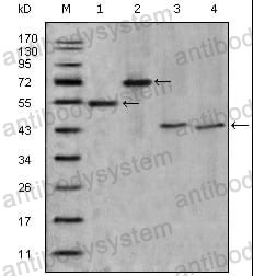 Anti-APOA4 Antibody (R2Z79)
