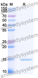 Anti-Human CD66e/CEA/CEACAM5 Nanobody (SAA0837)