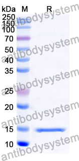 Anti-Human CD66e/CEA/CEACAM5 Nanobody (SAA0838)