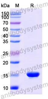 Anti-Human CD66e/CEA/CEACAM5 Nanobody (SAA1298)