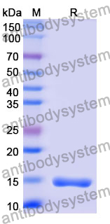 Anti-Human CD66e/CEA/CEACAM5 Nanobody (C43)