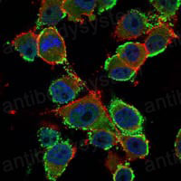 Anti-CD66e/CEA/CEACAM5 Antibody (R2Z85)