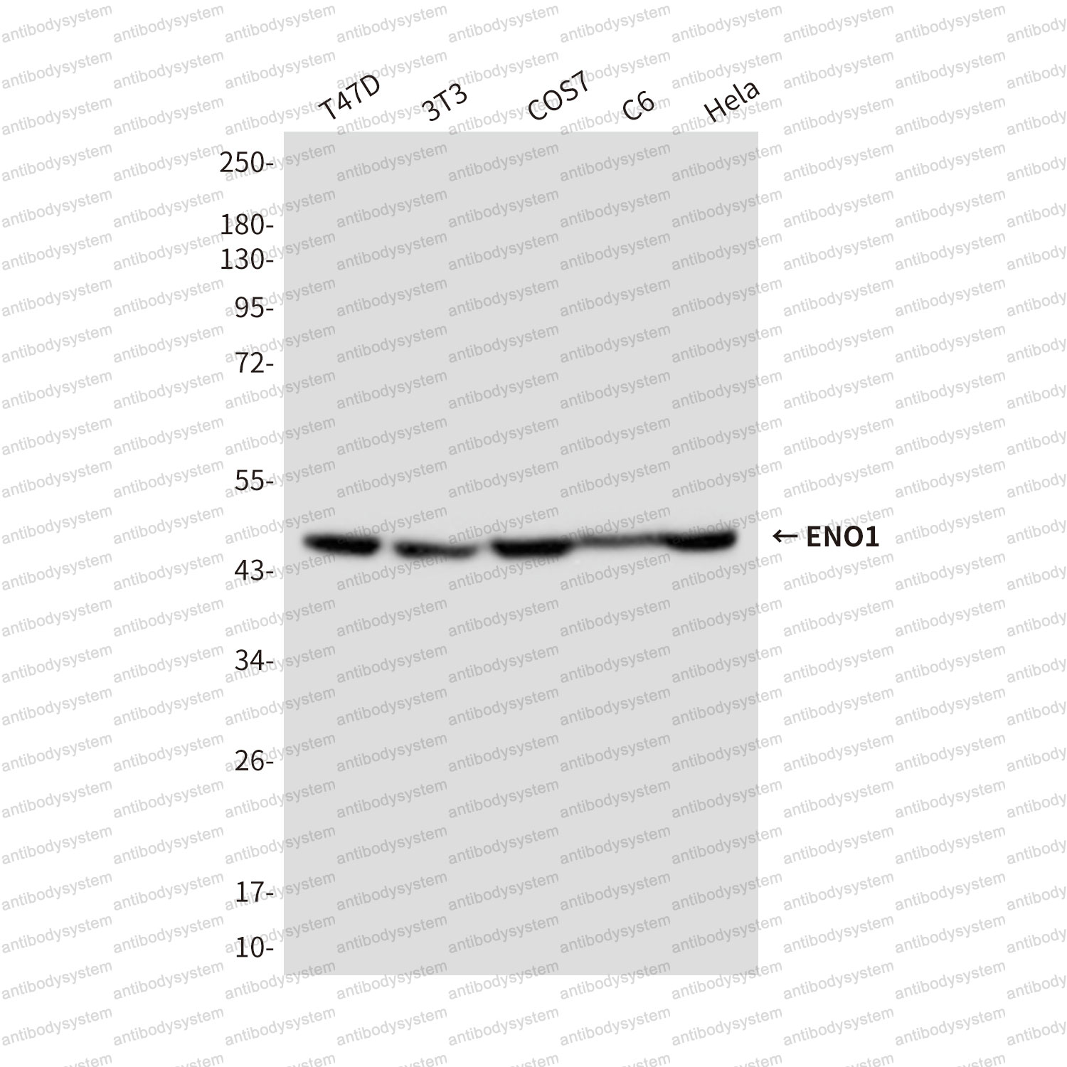 Anti-ENO1/Alpha-enolase Antibody (R2Z93)