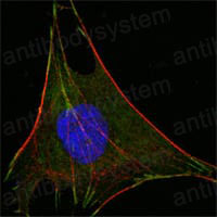 Anti-GPI Antibody (R2Z96)