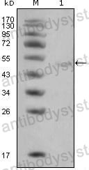 Anti-LPL/LIPD Antibody (R2Z99)