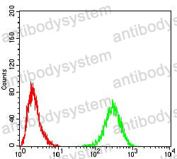 Anti-TH Antibody (R3A02)