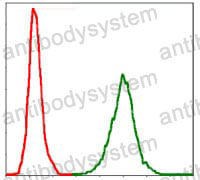 Anti-NEFL Antibody (R3A03)