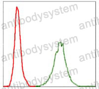 Anti-NEFL Antibody (R3A04)