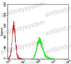 Anti-NEFM Antibody (R3A07)