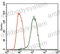 Anti-NEFM Antibody (R3A06)