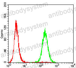 Anti-P4HB Antibody (R3A11)